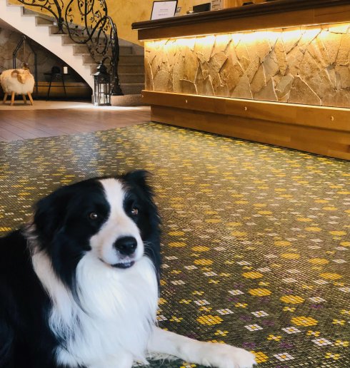 Hotel przyjazny zwierzętom