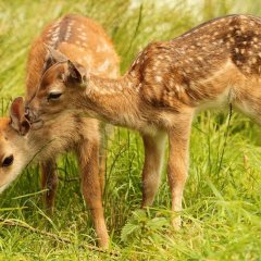 Lesní Park Překvapení