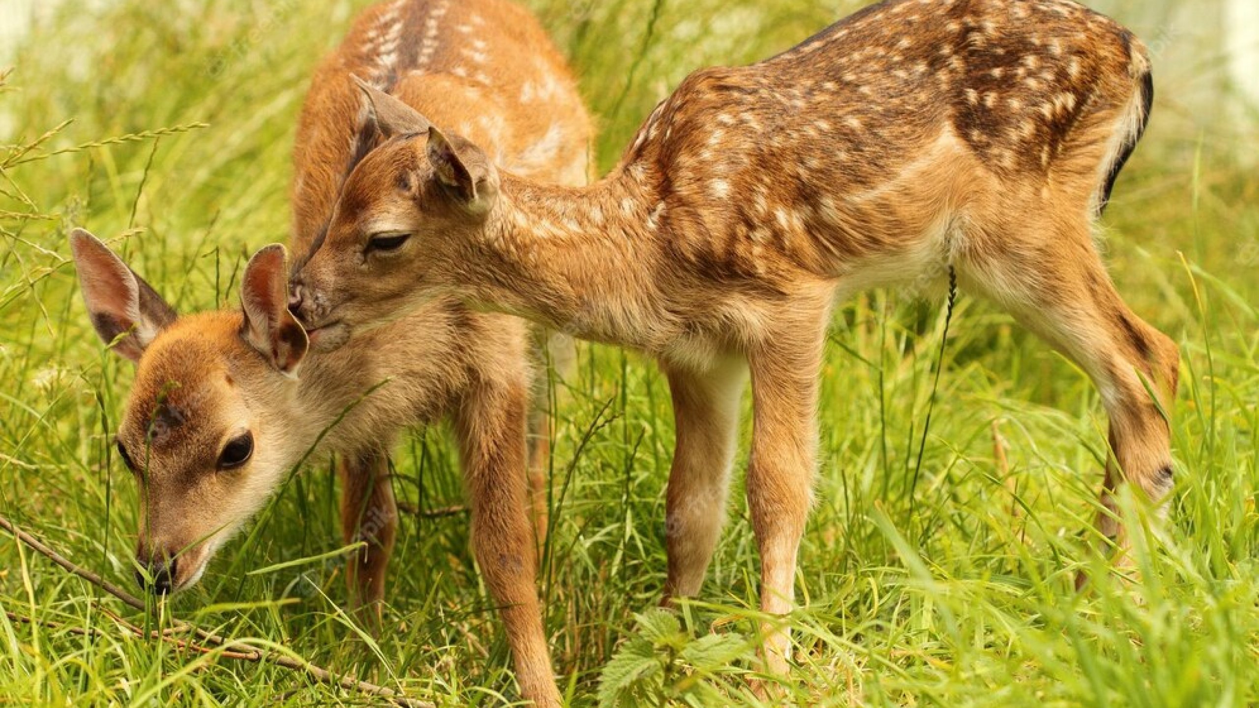 The Forest Park of Surprises