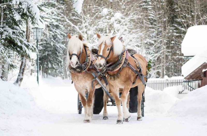 Sleigh rides for companies