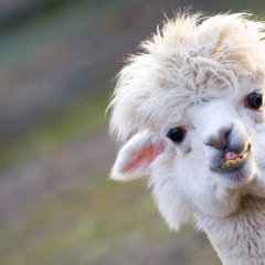 Alpaka-Therapiefarm &ndash; Orłowice