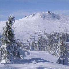 Szrenica