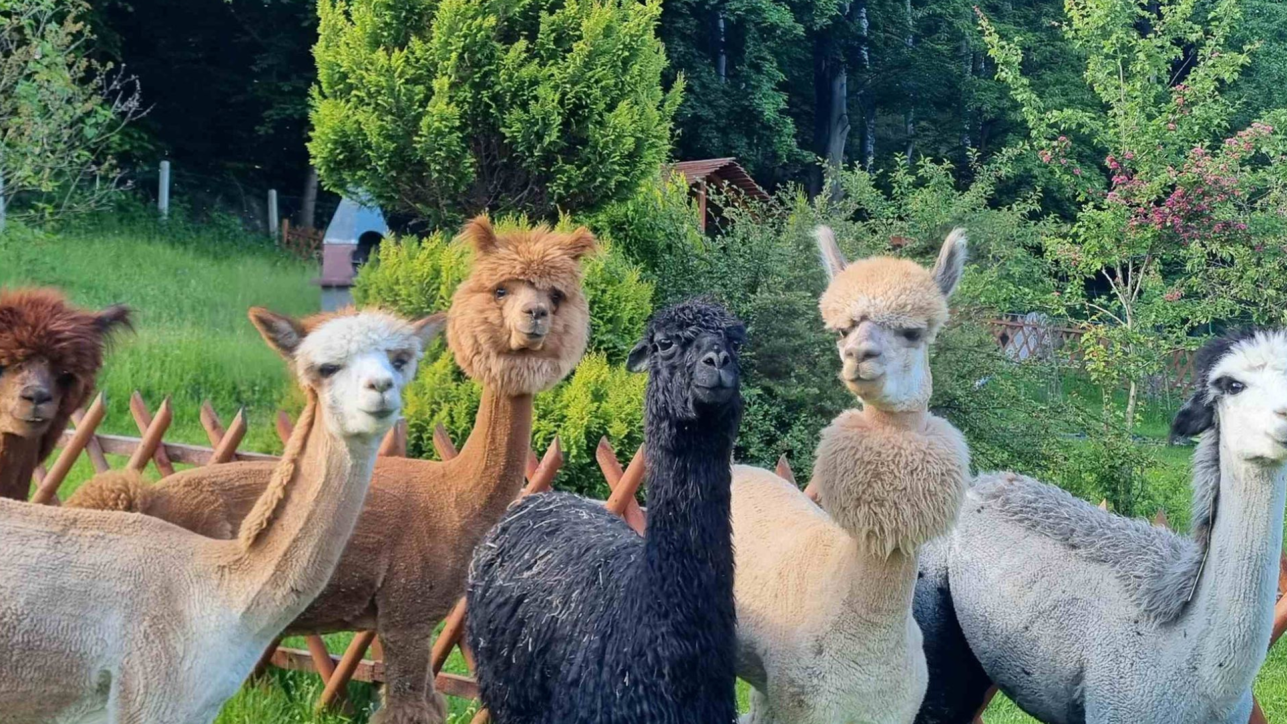 Zagroda Alpakoterapii - Orłowice