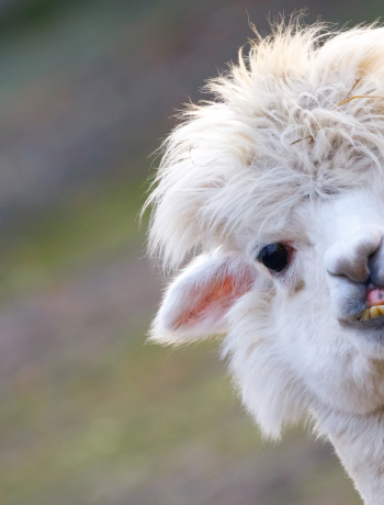 Alpaka-Therapiefarm &ndash; Orłowice