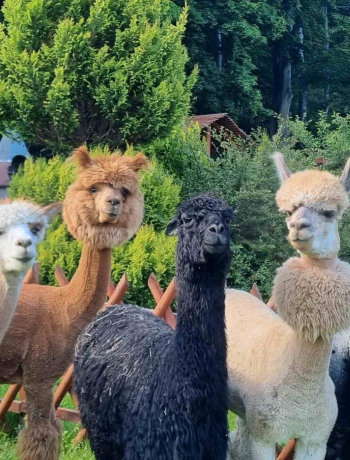 Zagroda Alpakoterapii - Orłowice