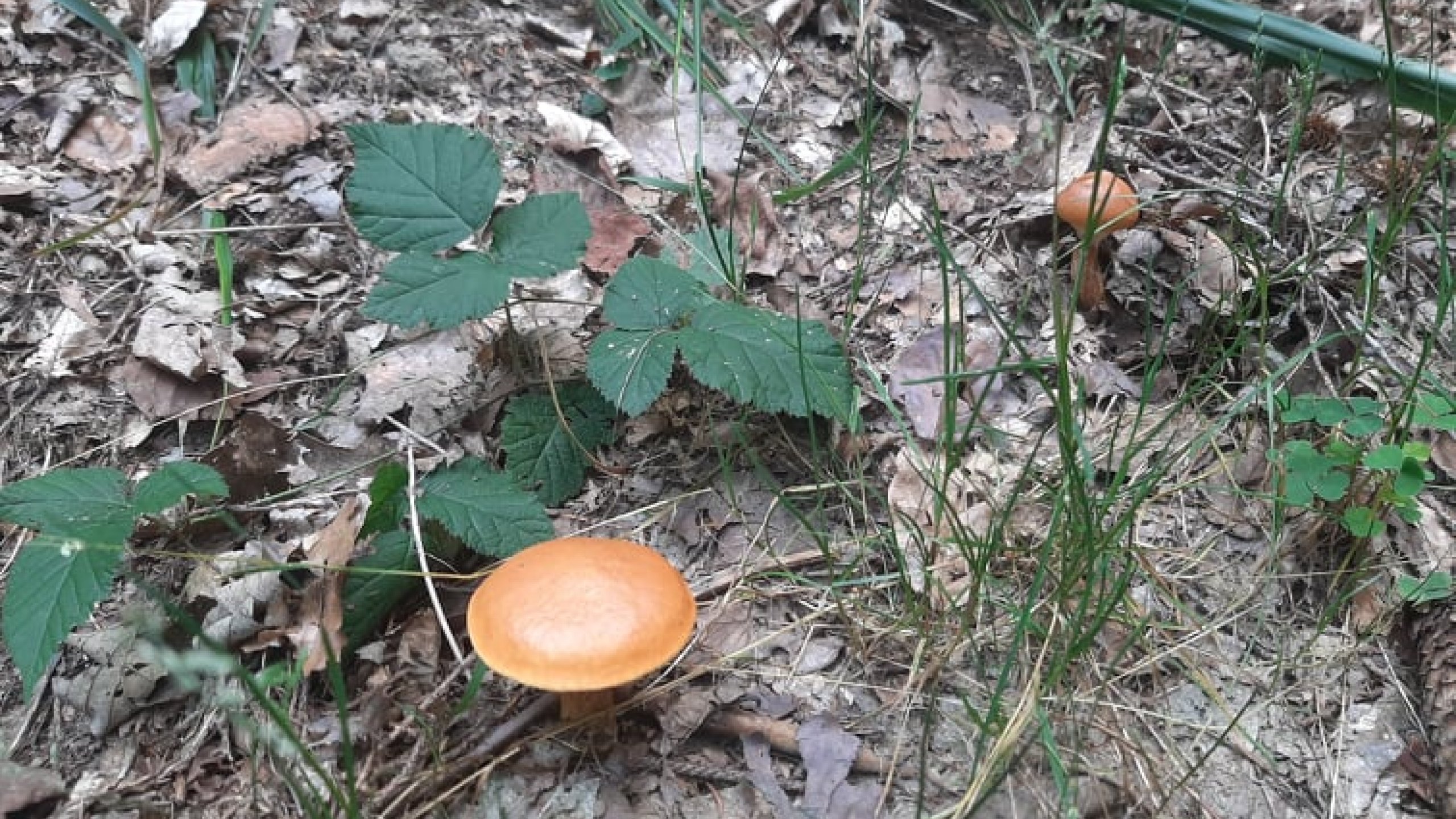 Gdzie na grzyby? Przyjedź w Beskidy!