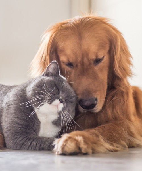 Udogodnienia dla zwierząt
