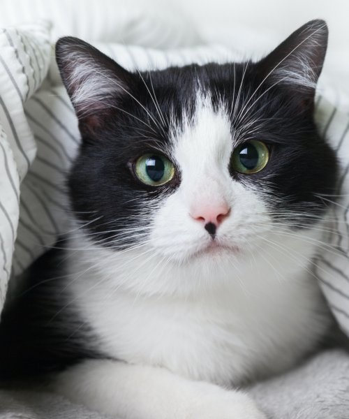 Udogodnienia dla zwierząt