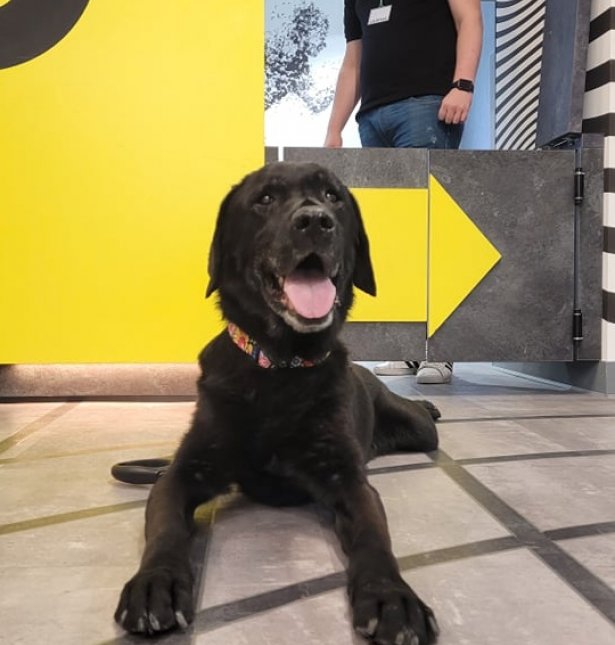 Zwierzaki na pokładzie