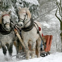 Sleigh Rides