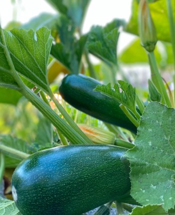 Our Own Garden