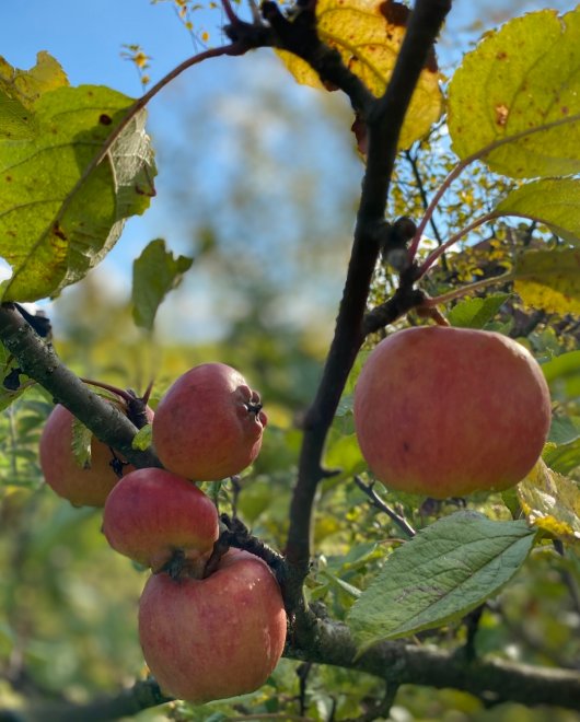 Eko Siedlisko Morena