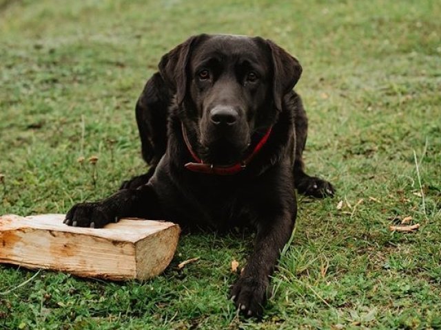Masuria with Your Pet