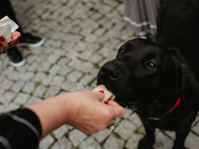 Jak przygotować się na wakacje z pupilem?