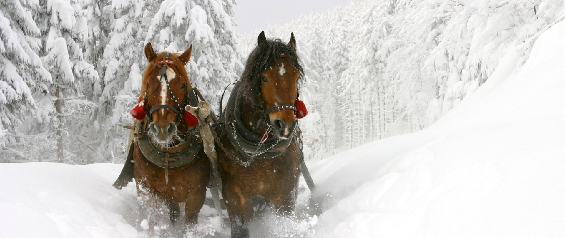 Winter sleigh rides