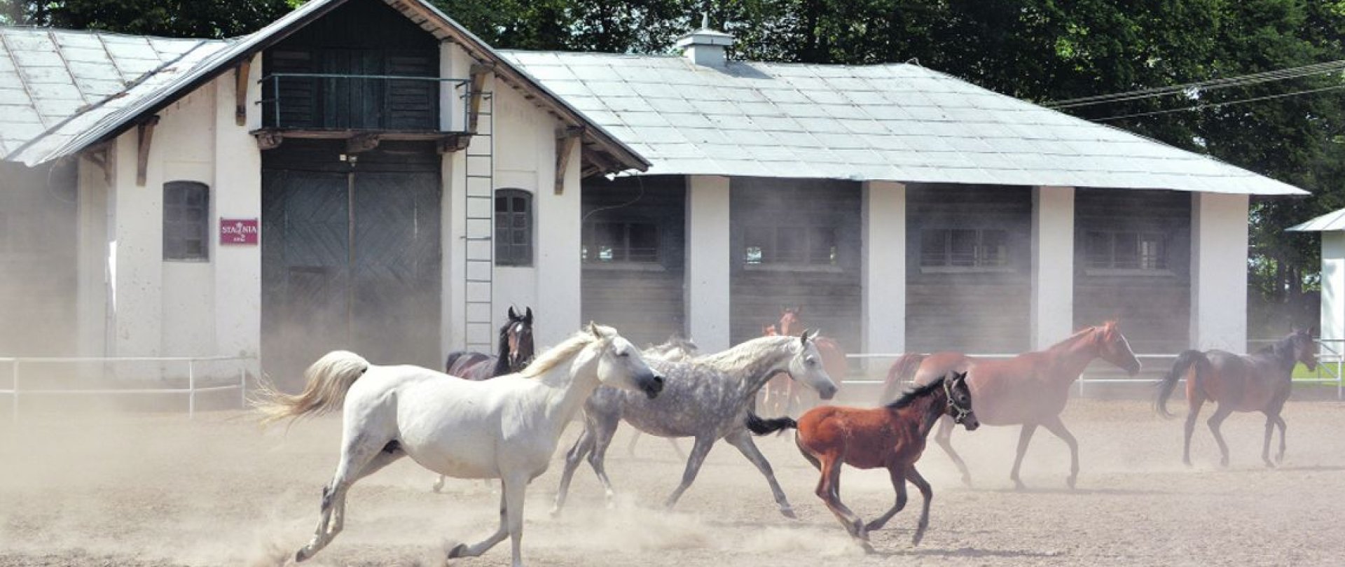 Zwiedzanie stadniny koni w Janowie Podlaskim