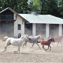 Zwiedzanie stadniny koni w Janowie Podlaskim
