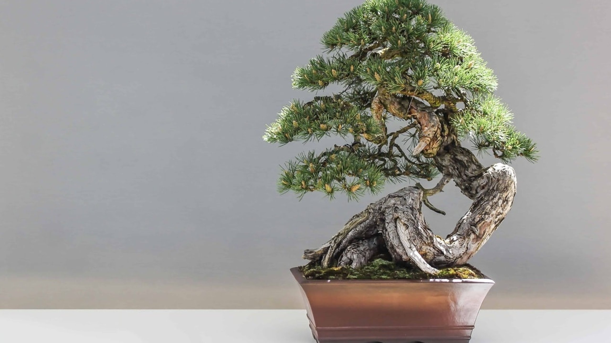 Og&oacute;lnopolska wystawa Sztuki Bonsai 2026 w Nałęczowie