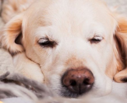 Grudzień -50% | zwierzak gratis!